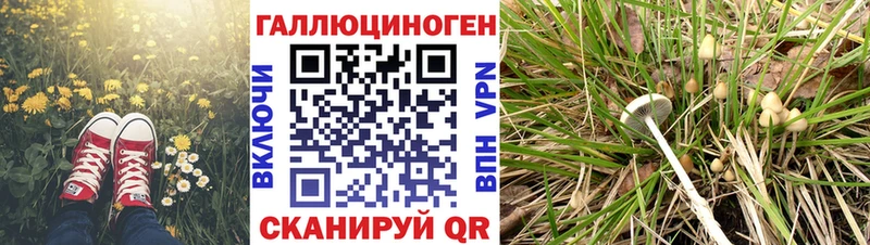 мега ONION  дарнет шоп  shop формула  Псилоцибиновые грибы мухоморы  Киселёвск 
